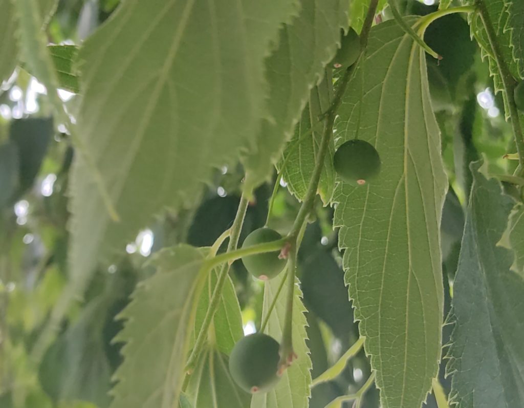 Els lledoners (Celtis australis) de Barcelona ja tenen presents totes les fulles i els lledons a punt de madurar. Font: Base de dades de RitmeNatura