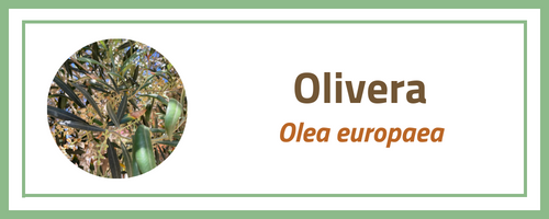 Olivera