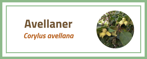 Avellaner