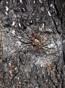 Escorça de l'ametller