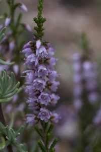 Flors de la bruguerola