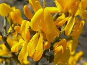 Flors de l'argelaga