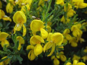 Flors del bàlec