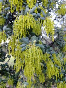 Flors masculines de l'alzina surera