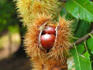 Fruit del castanyer