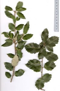 Fulles d'alzina