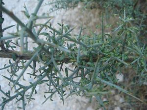 Fulles de l'argelaga