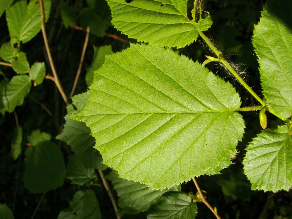 Fulles tendres de l'avellaner