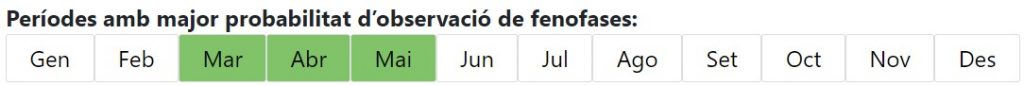 Calendari de les fenofases del pi blanc