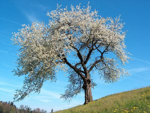 Port del cirerer en flor