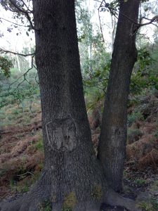 Escorça del roure africà