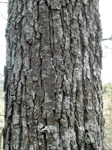 Escorça del roure de fulla gran