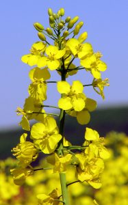 Flors de la colza