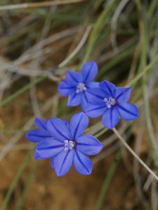 Flors de la jonça