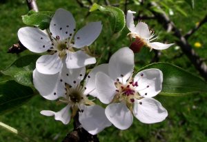 Flors de la perera