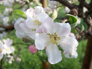 Flors de la pomera