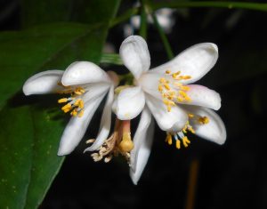 Flors del mandariner