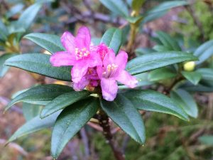 Flors del neret