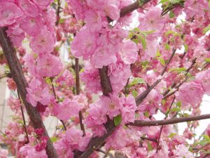 Flors del presseguer