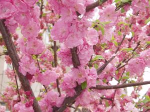 Flors del presseguer