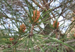Flors masculines del pi blanc