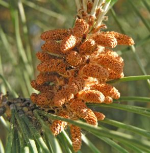 Flors masculines del pi pinyer