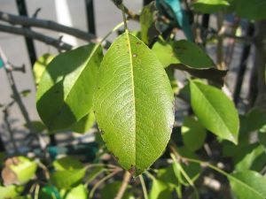 Fulles de la perera