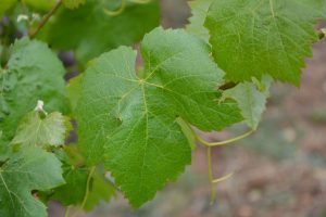 Fulles de la vinya