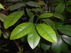 Fulles del mandariner