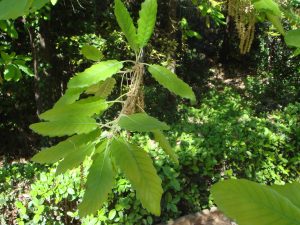 Fulles del roure africà