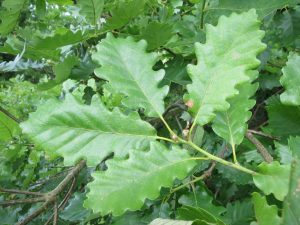 Fulles del roure de fulla gran