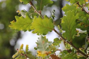 Fulles del roure martinenc