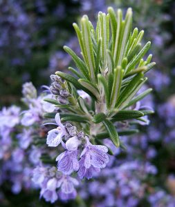 Fulles i flors del romaní