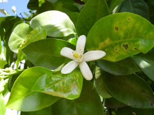 Fulles i flor del taronger