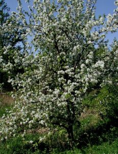 Pomera en flor