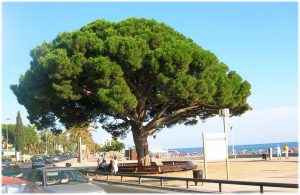Port del pi pinyer