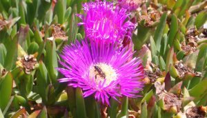Flor del gènere Carpobrotus amb un insecte al centre. Font: CREAF