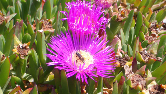 Flor del gènere Carpobrotus amb un insecte al centre. Font: CREAF