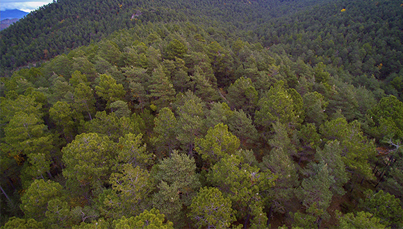 Gràcies a les imatges obtingudes amb dron, com la d’aquesta pineda afectada per processionària, es podran fotografiar afectacions de grans extensions i, fins i tot, crear models 3D. Autor: Jaume Balagué.