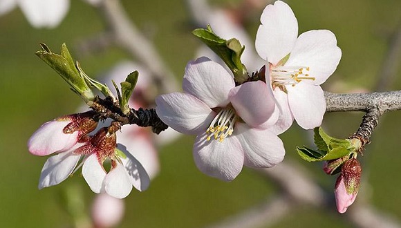 La fenologia és la ciència que estudia les fases del cicle vital dels éssers vius i com les variacions estacionals i interanuals del clima els afecten. Font: CREAF