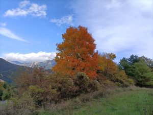 Els aurons (Acer sp.) adquireixen unes tonalitats ataronjades molt intenses a Cercs (Berguedà). Font: Pau Guzmán