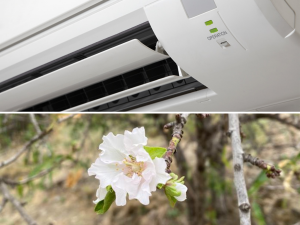 Hem passat de tenir l'aire condicionat a ple rendiment a veure una flor d'ametller oberta a Barcelona. Fonts: Tecnibomar.es i Bego Vendrell