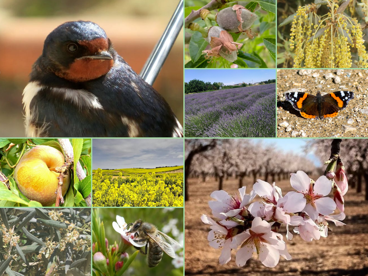 Els primers sis mesos de l'any ens han portat esdeveniments fenològics tan importants com la floració dels fruiters o l'arribada de les orenetes. Fonts: Voluntariat de RitmeNatura (Salva Miret, David Gispert, rosalia.julia.photos7706, Anna M., Roger Montero, Xavi de Yzaguirre, Antoni Seguí, Jan1116)