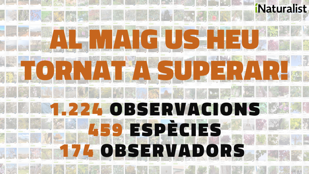 Cartell utilitzat al maig per a celebrar el haver tornat a superar el rècord d'observacions mensuals de RitmeNatura. Font: Twitter RitmeNatura