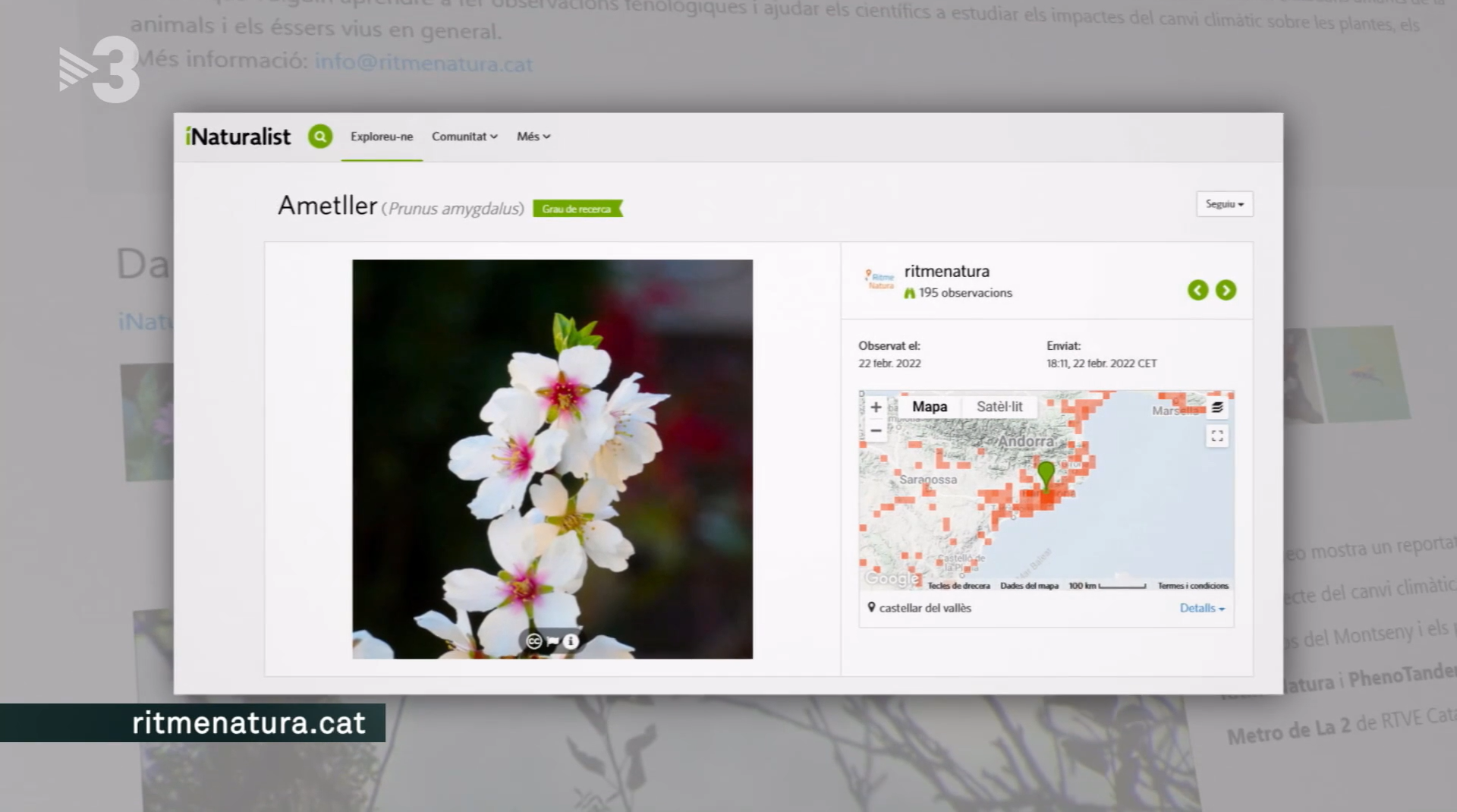 El telenotícies de TV3 va fer ressò de la tasca científica de l'observatori ciutadà RitmeNatura el dissabte passat. Font: Corporació Catalana de Mitjans Audiovisuals