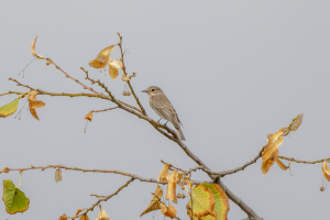 Observació tardorenca del voluntariat de l'observatori RitmeNatura d'un papamosques gris sobre una branca que ha perdut les fulles a Pedralbes. Font: David Gispert