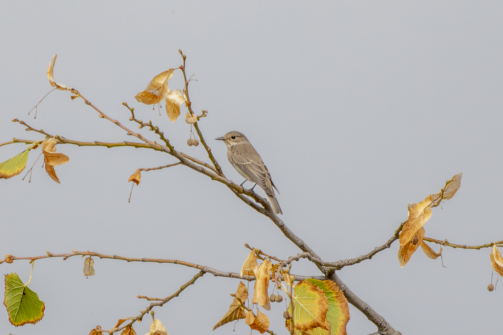 Observació tardorenca del voluntariat de l'observatori RitmeNatura d'un papamosques gris sobre una branca que ha perdut les fulles a Pedralbes. Font: David Gispert