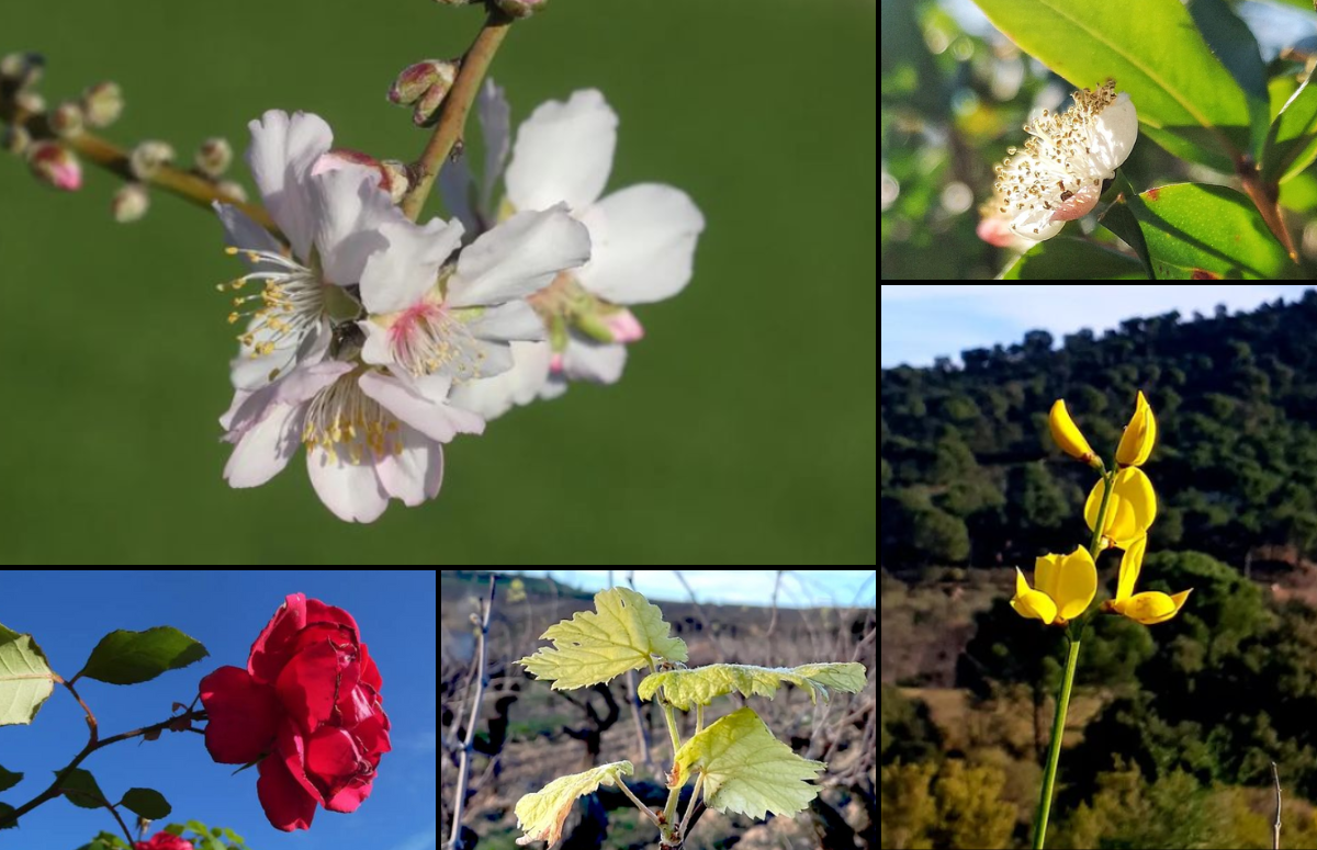 La floració i brotada de moltes plantes s'ha avançat aquest gener a Catalunya. Fonts: Anna M., Paquita Gruart, Roc Gramona i Joan Peramiquel