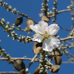 Primera flor d'ametller oberta a Sant Sadurní de l'Heura (Baix Empordà) el 5 de gener. Font: Anna M.