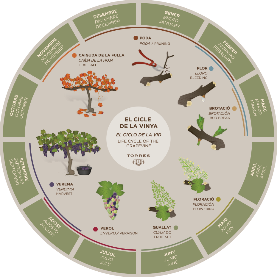 Cicle habitual de la vinya. Font: Vins Família Torres
